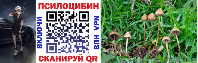 Галлюциногенные грибы Psilocybe  закладки  Зубцов 